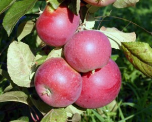 aeble-roed-aroma