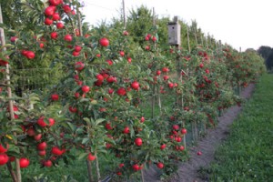 intensiv-plantage-discvery